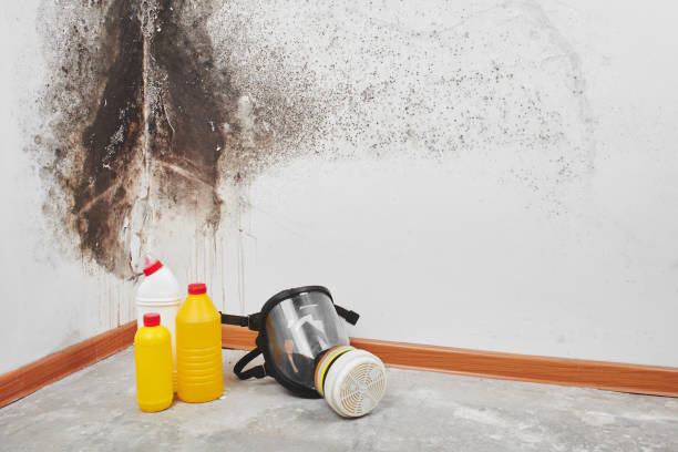 Best Residential Mold Inspection & Testing  in USA